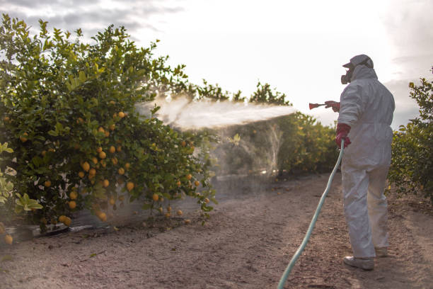 Best Affordable Pest Control Services  in Nogales, AZ