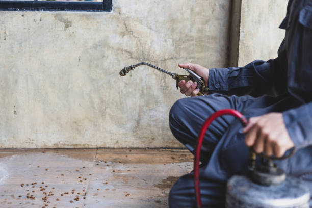Best Wasp Removal Services  in Nogales, AZ